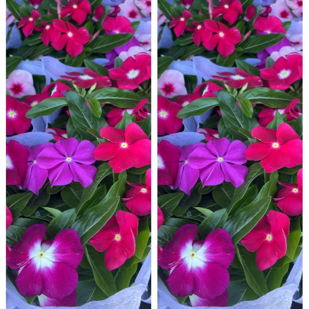 天天开长春花日日美花期长花量大带花苞观花植物庭院客厅盆栽花卉