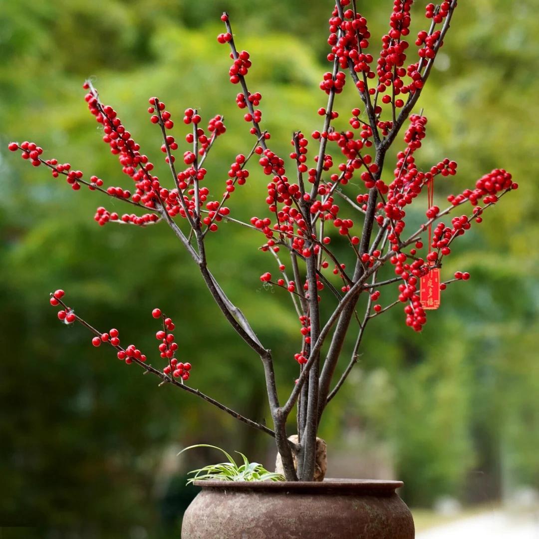 【北美冬青】进口北美冬青盆栽室外耐寒室内桌面款盆景年宵花相思豆