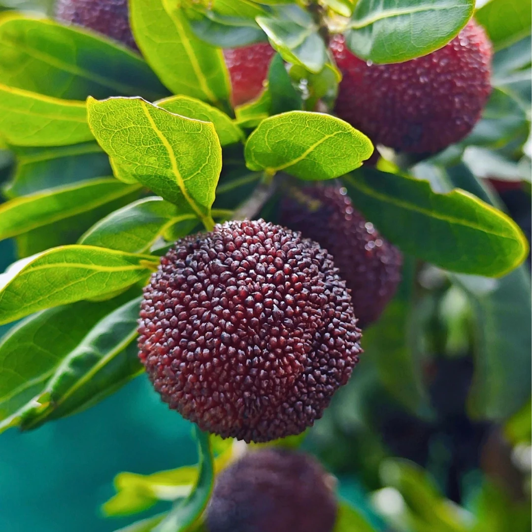 【手扶】金灶本地 硬丝杨梅 每日现摘现发 顺丰冷链运输 坏果包赔