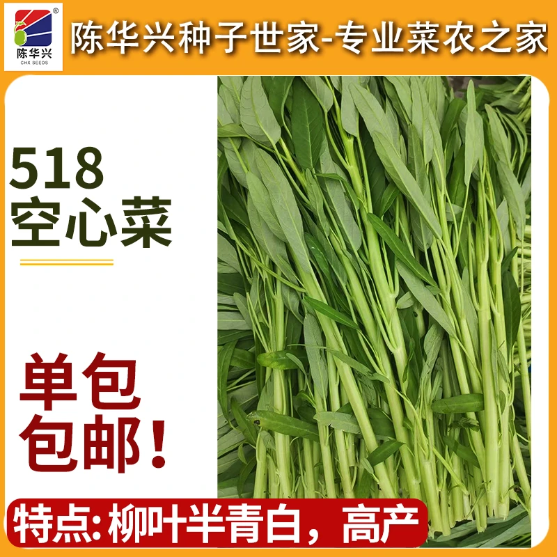 (菜园种植)518柳叶空心菜种子半青白可连续采收食用长得快