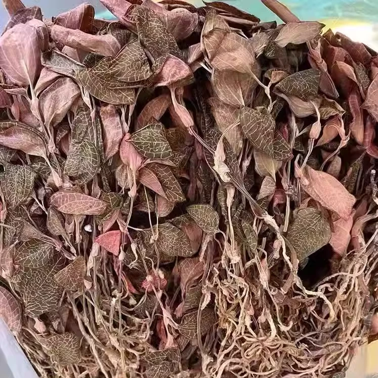 【顺德拉叔臻品】精选福建红霞金线莲250g