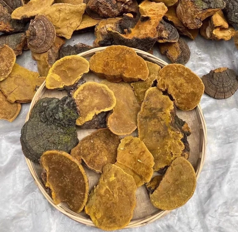【顺德拉叔臻品】精选西藏桑黄 500g