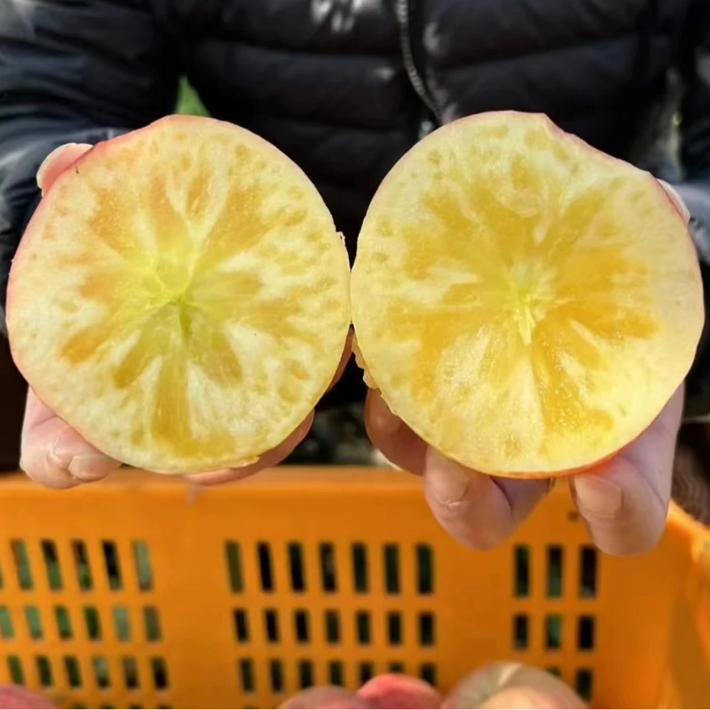 西藏冰糖心苹果一份（约3斤左右）