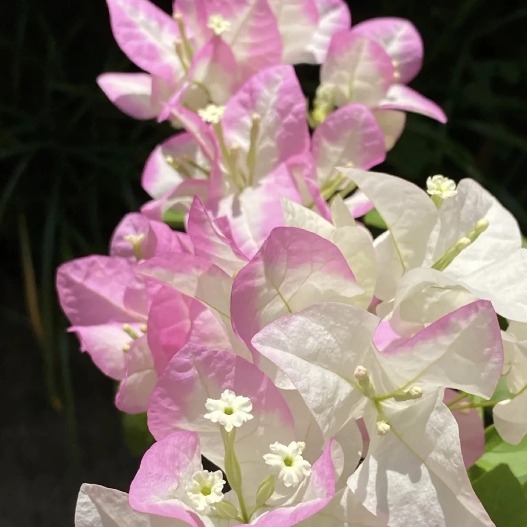 三角梅四季开花可爬藤可垂庭院阳台绿植
