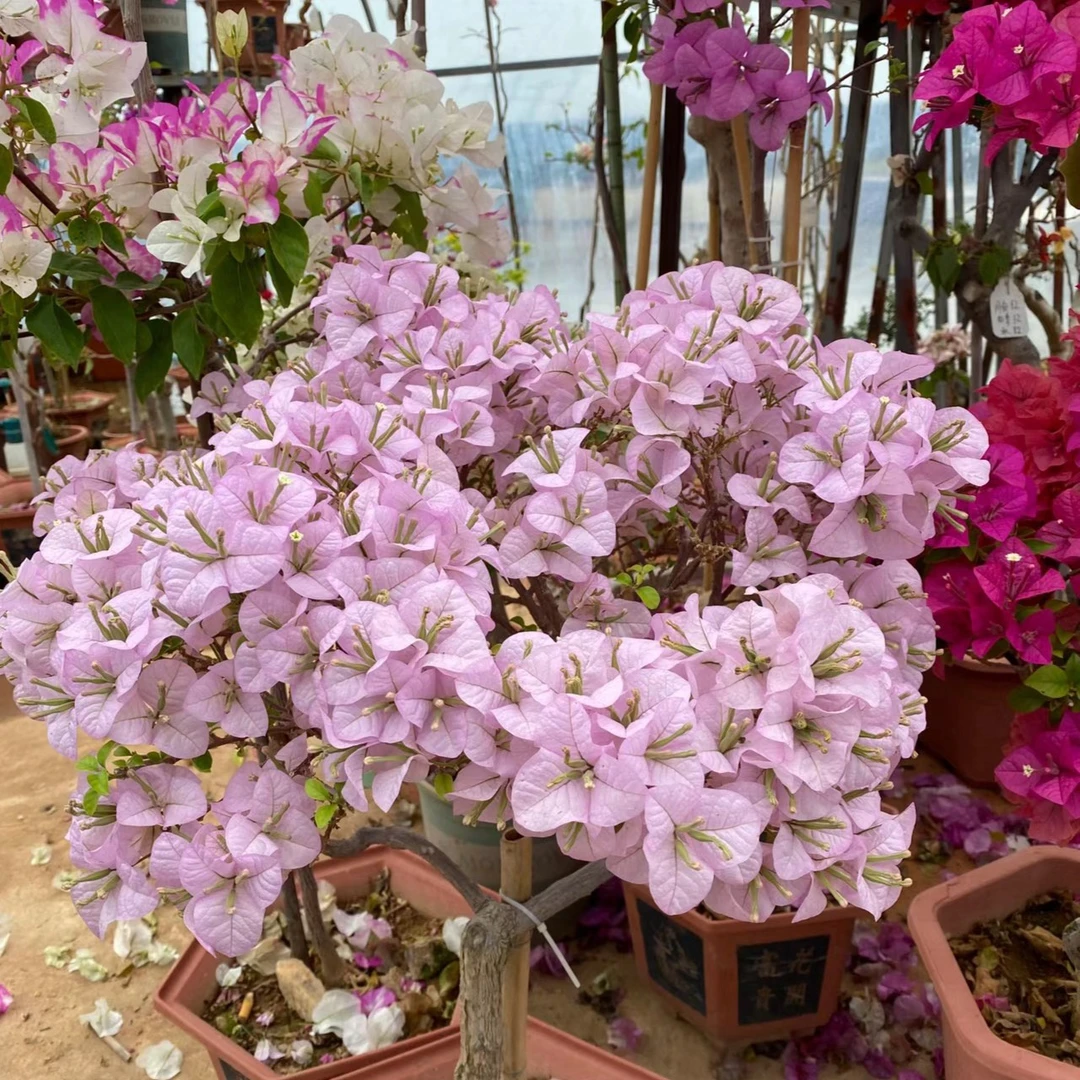 a【9.9米苹果花】三角梅四季开花可爬藤不带花不带盆发货