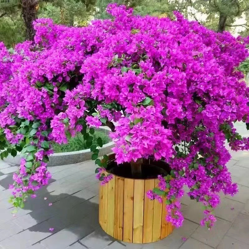 【云南紫】三角梅四季开花可爬藤可垂丝勤花不带花好养绿植