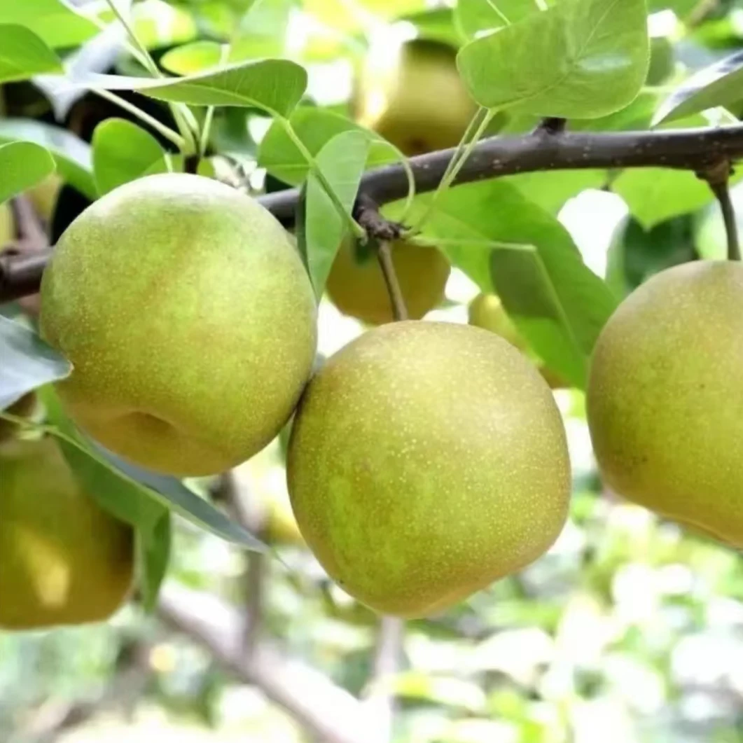 湖北翠冠梨皮薄多汁无渣入口即化现摘现发