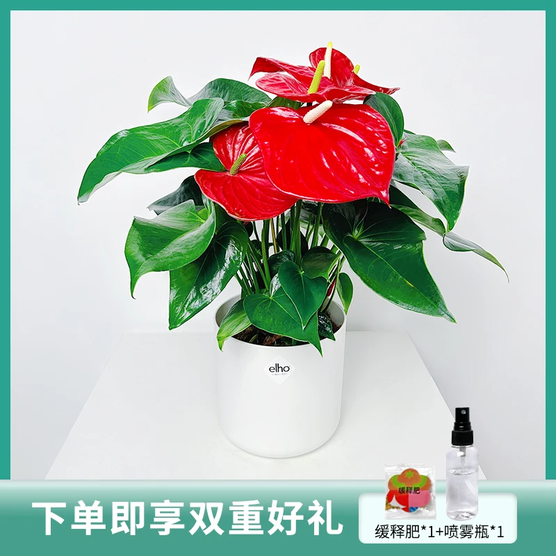 水培红掌花白掌盆栽花卉植物室内好养绿植鸿运当头四季超大开花