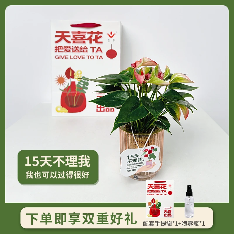 掌中宝粉掌盆栽植物办公室客厅四季开花桌面一帆风顺好养水培绿植