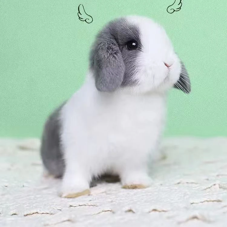 可爱宠物兔垂耳兔一只