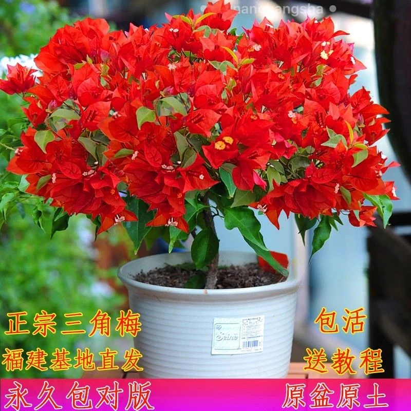 三角梅盆栽花苗懒人爬墙花卉植物室内攀爬树苗四季苗阳台四季开花