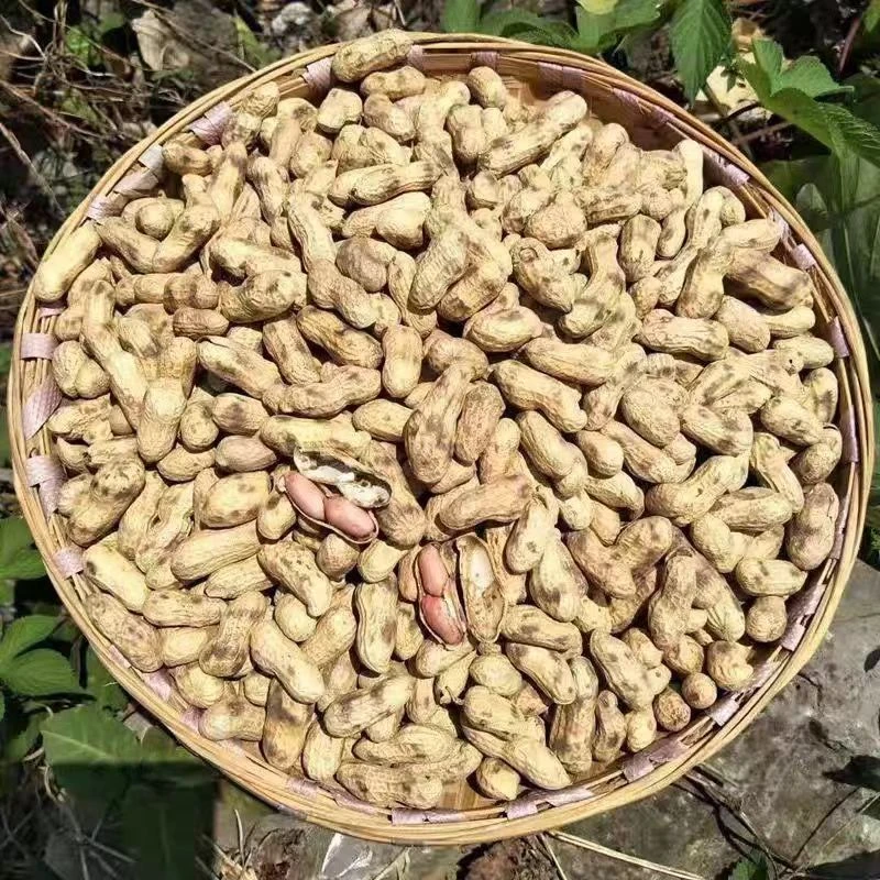 河南特产带壳炒花生传统原味
