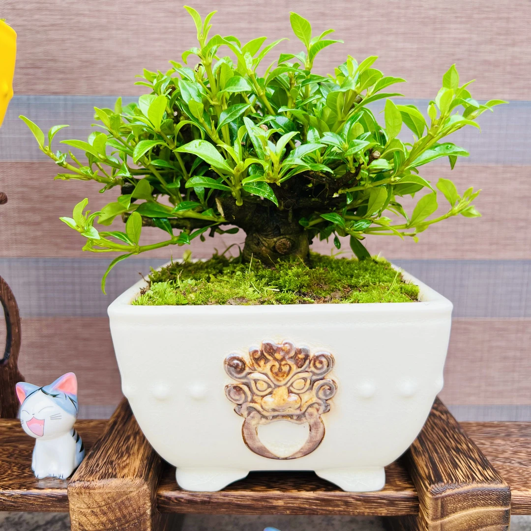 直播间一物一拍特色四季开花栀子花【下单前请阅读详情页】