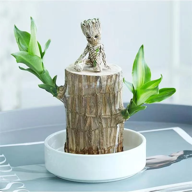 巴西木【幸运木】大盆栽室内小摆件