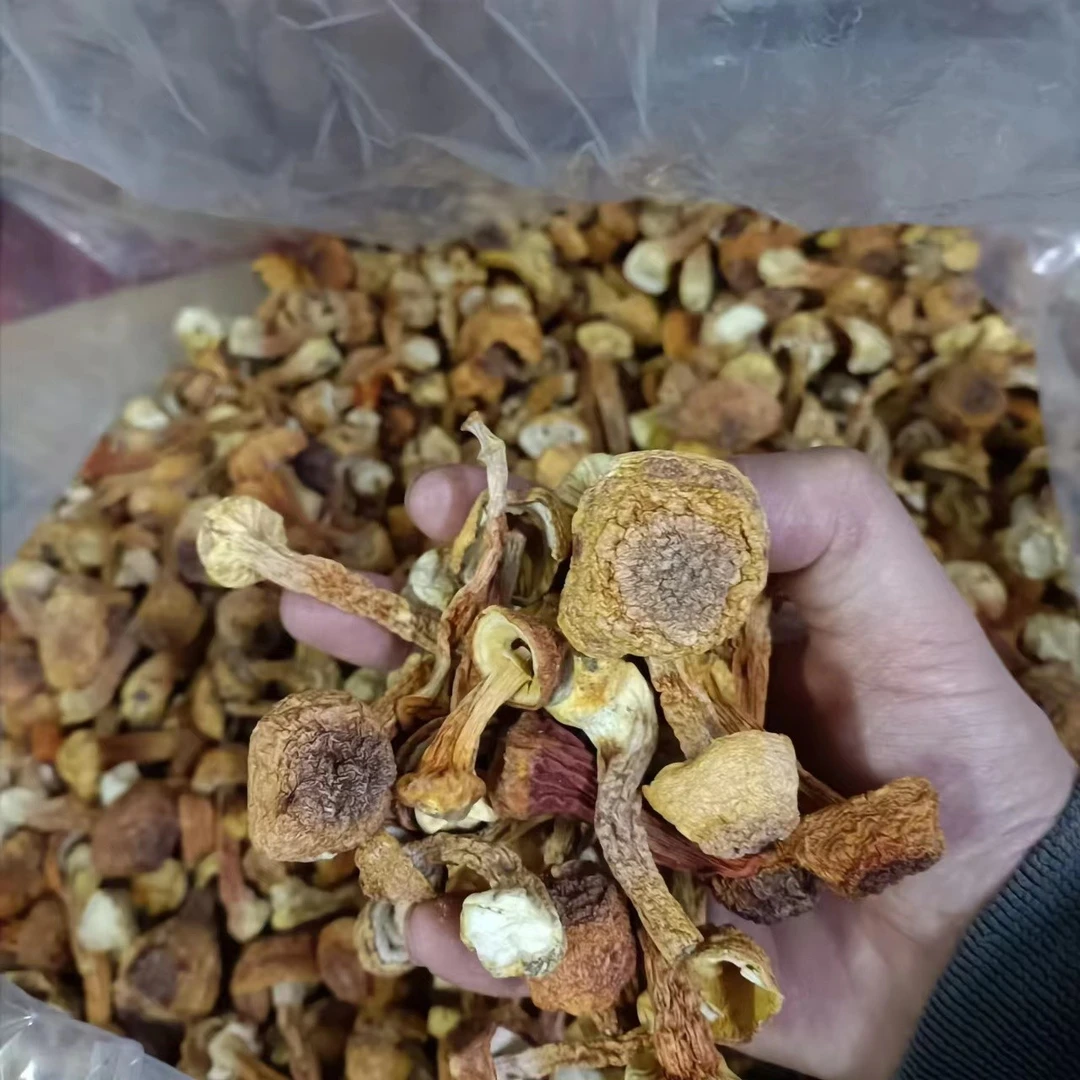 巴西菇蘑干货特产新鲜干姬松茸菌巴西菇蘑菇鸡松茸菇松茸菌500g