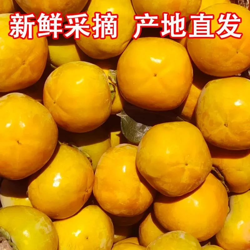 【整箱毛重约3.5斤】脆甜柿子,产地直采,纯甜不麻。冰糖心