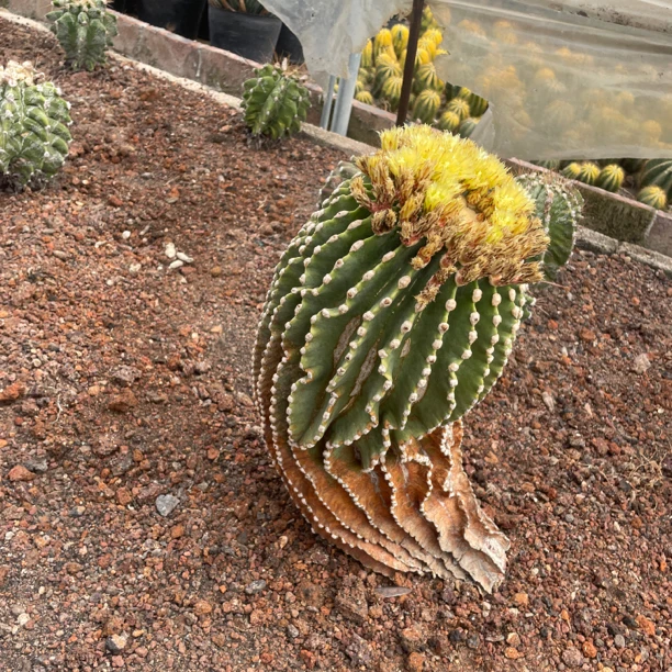 实生无刺王冠龙 老桩 群花爆花不扎手仙人球多肉植物盆栽室内阳台
