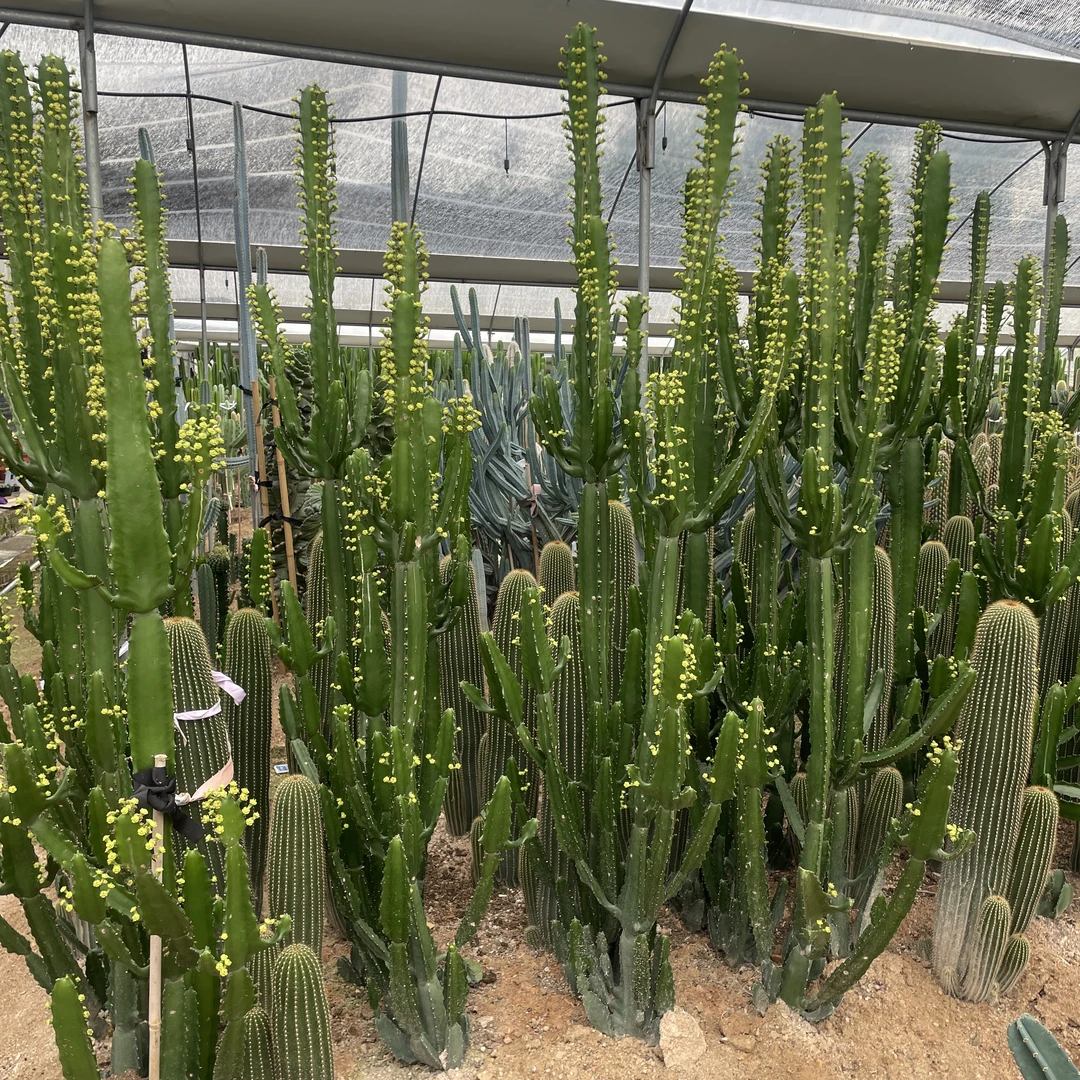 大型龙骨沙漠植物绿植仙人掌 三角大戟柱 别墅园林景观绿化苗木