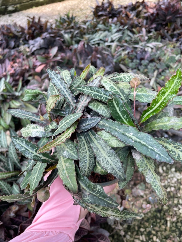 皱叶麒麟 带萝卜根 绿植盆栽
