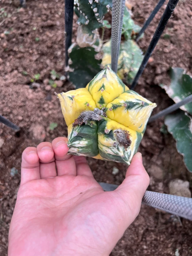 嫁接鸾凤玉锦 嫁接兜锦 仙人球苗接品种 打种子神器 仙人掌种植基