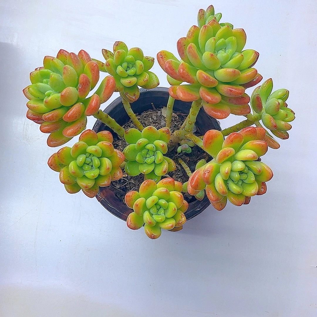 满15包邮（香格里拉）星花怒放 多肉植物 露养 吸甲醛 防辐射 好看