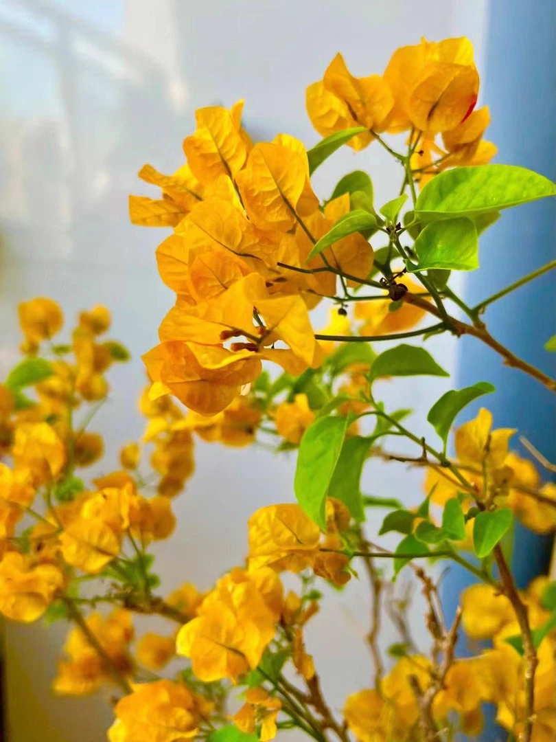 【森也花卉】加州黄金四季开花爬藤植物
