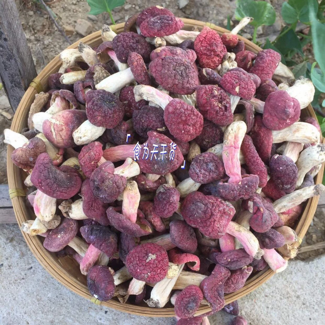 武新货武夷山野生小红菇正宗福建特产红椎菌干货特级红蘑菇小菇蕾