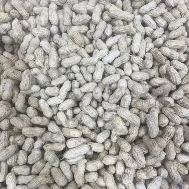 花笙【全直哥鱼胶福利】