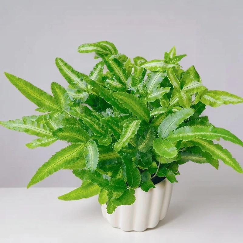 阿波银线蕨耐阴办公室内桌面绿植花卉盆栽四季常青新手好养防辐射