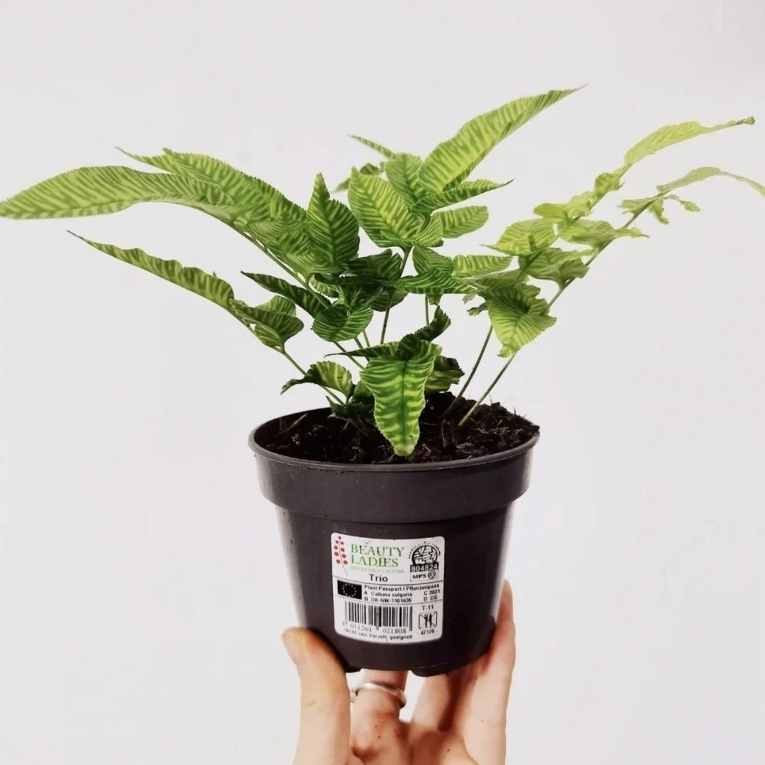 金叶斑马蕨进口绿植花卉耐阴净化空气盆栽多年生常绿草本观叶室内