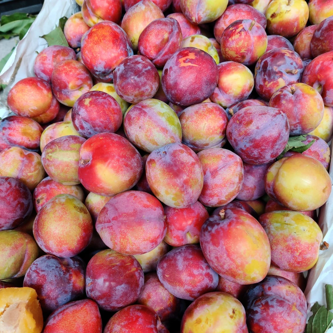 吉盛李子《坏果包赔》