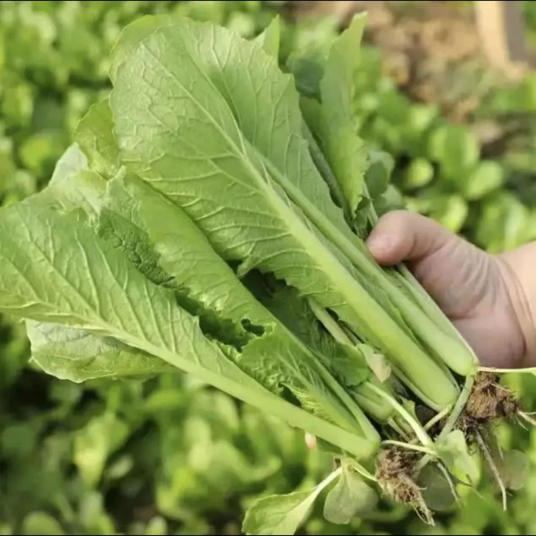 农家地产小白菜400±20g/份