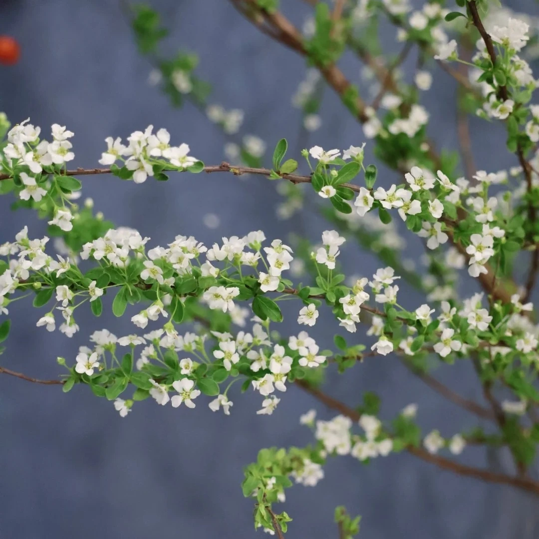 干枝雪柳鲜花『云南基地批发』昆明斗南花市直发鲜花干枝雪柳新鲜