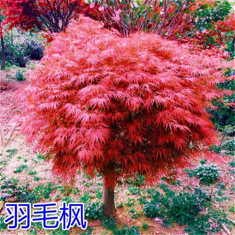 石榴红羽毛枫盆景 庭院植物