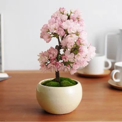 樱花盆栽地栽重瓣樱花