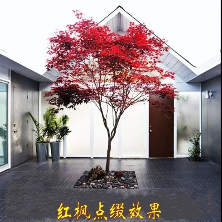 中华小叶红三季红红舞姬庭院别墅红枫树盆栽地栽风景树