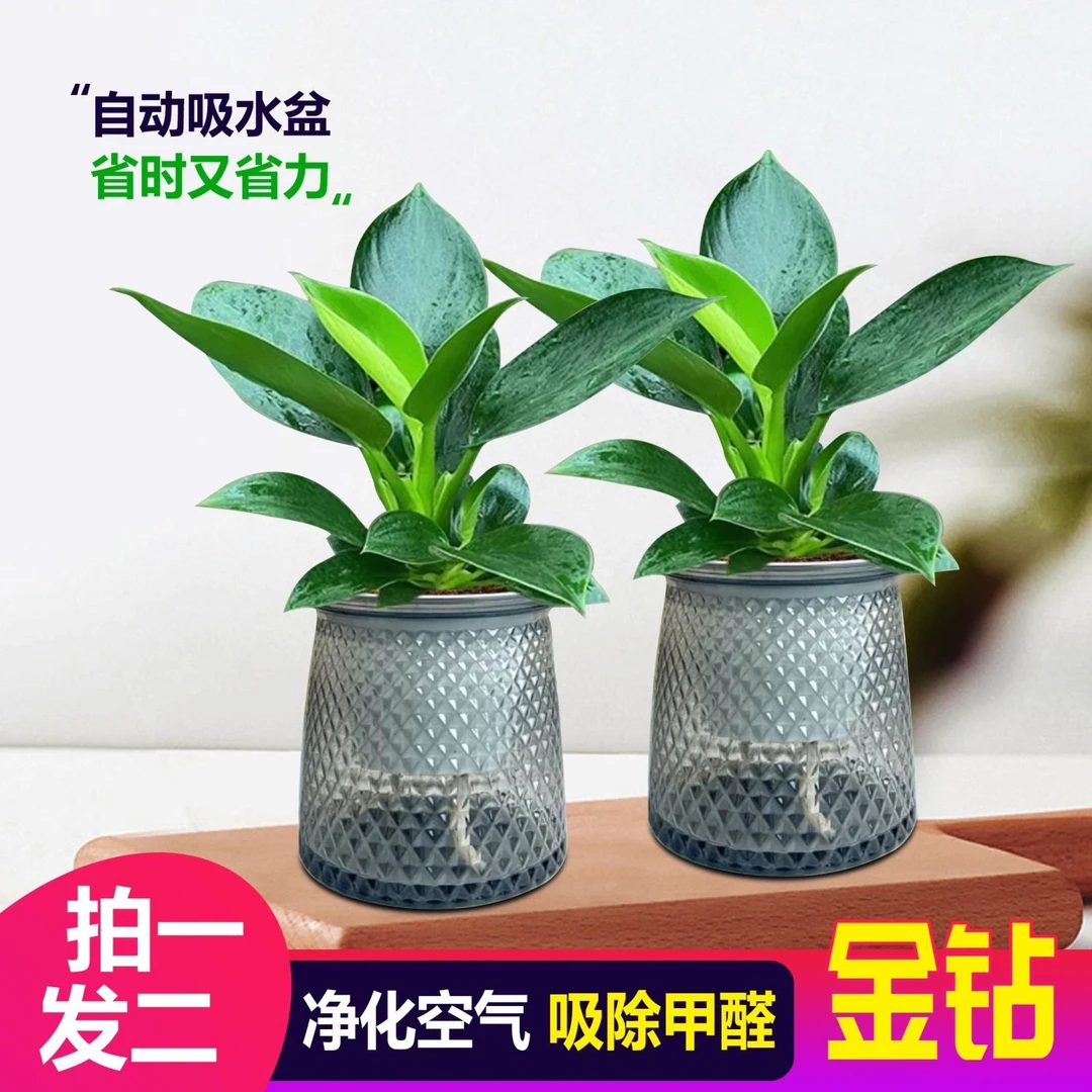 【买一送一】大叶金钻绿公主室内绿植盆栽办公室四季常青水培土培