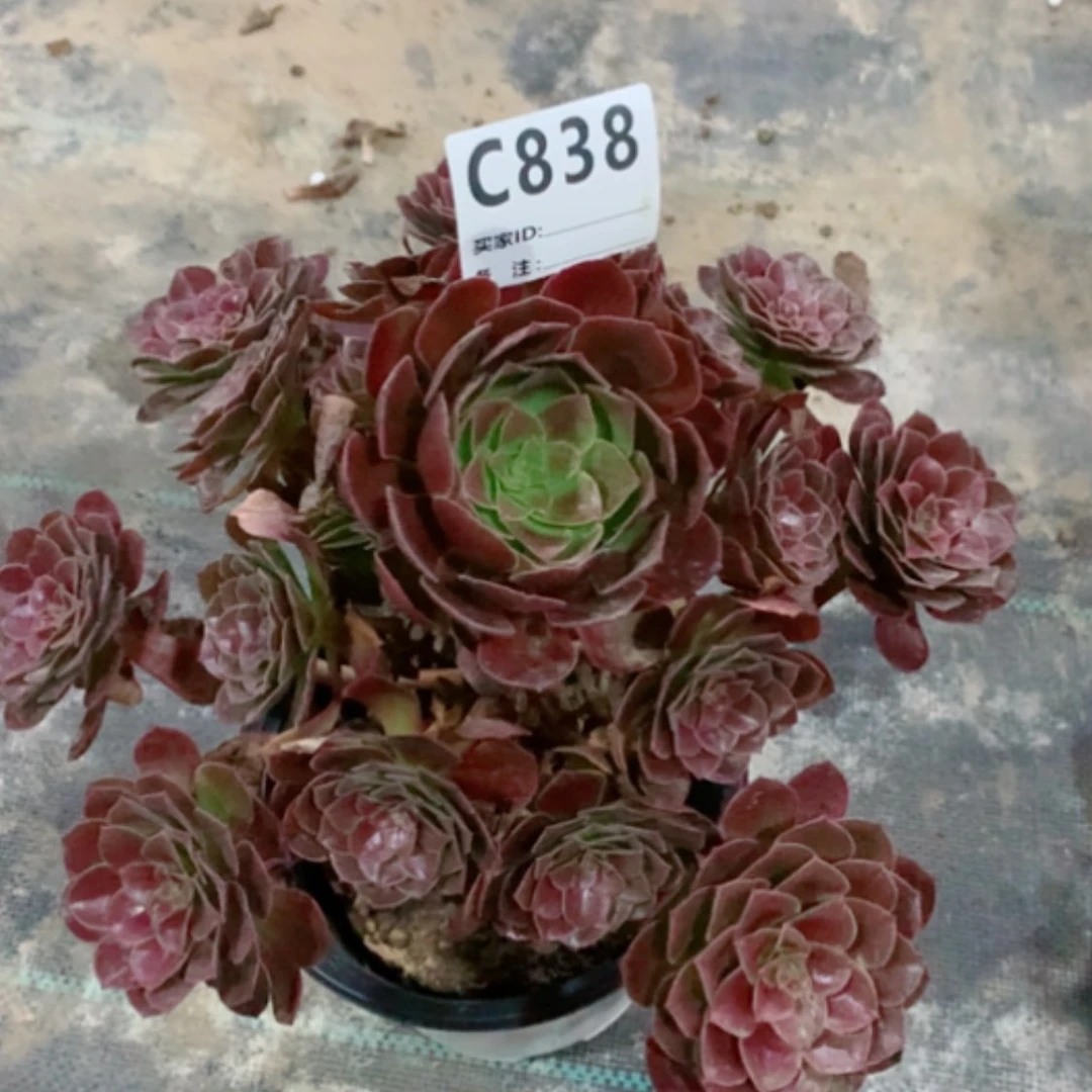 【闪购商品】赤炎莲838