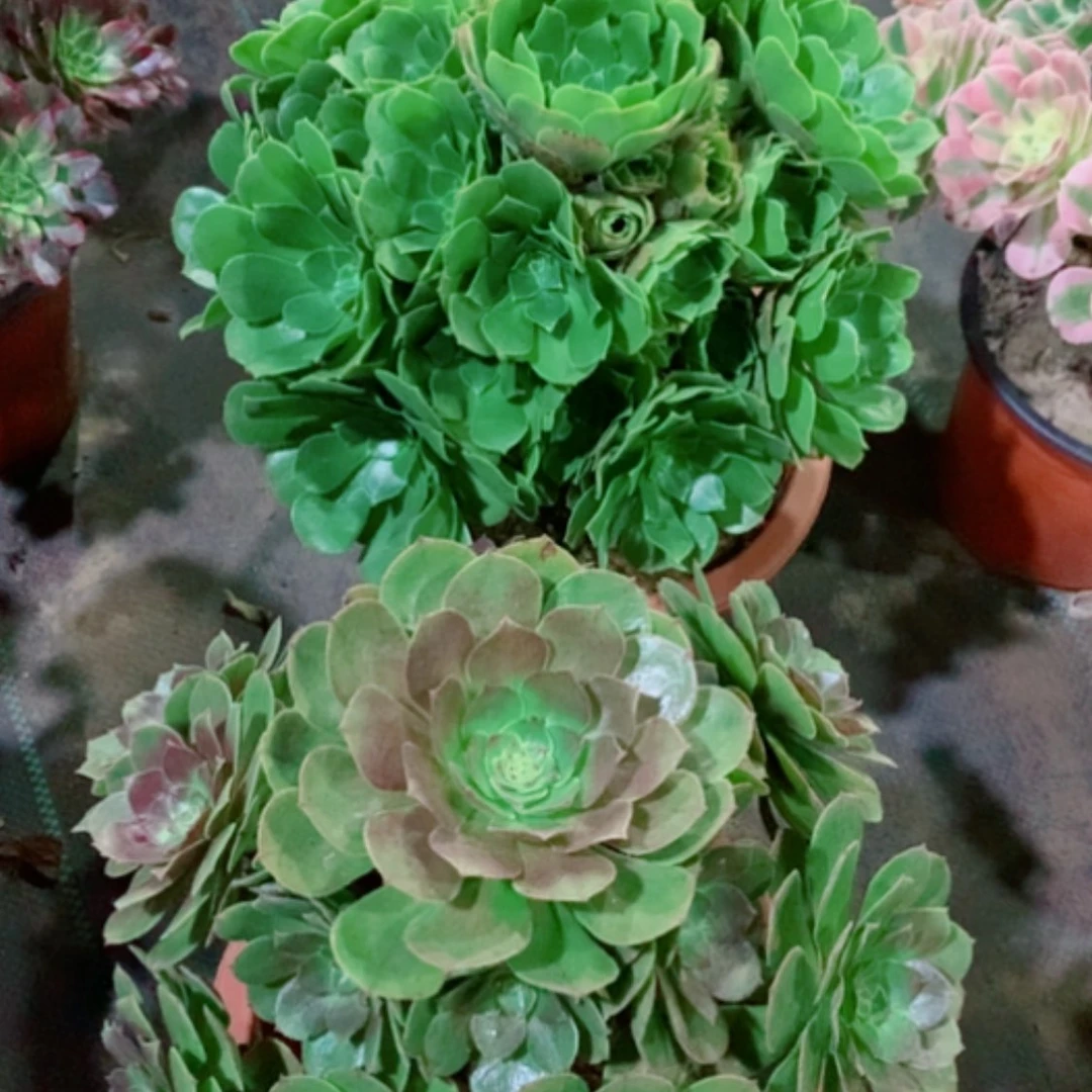 【闪购商品】绿玫瑰➕万圣节