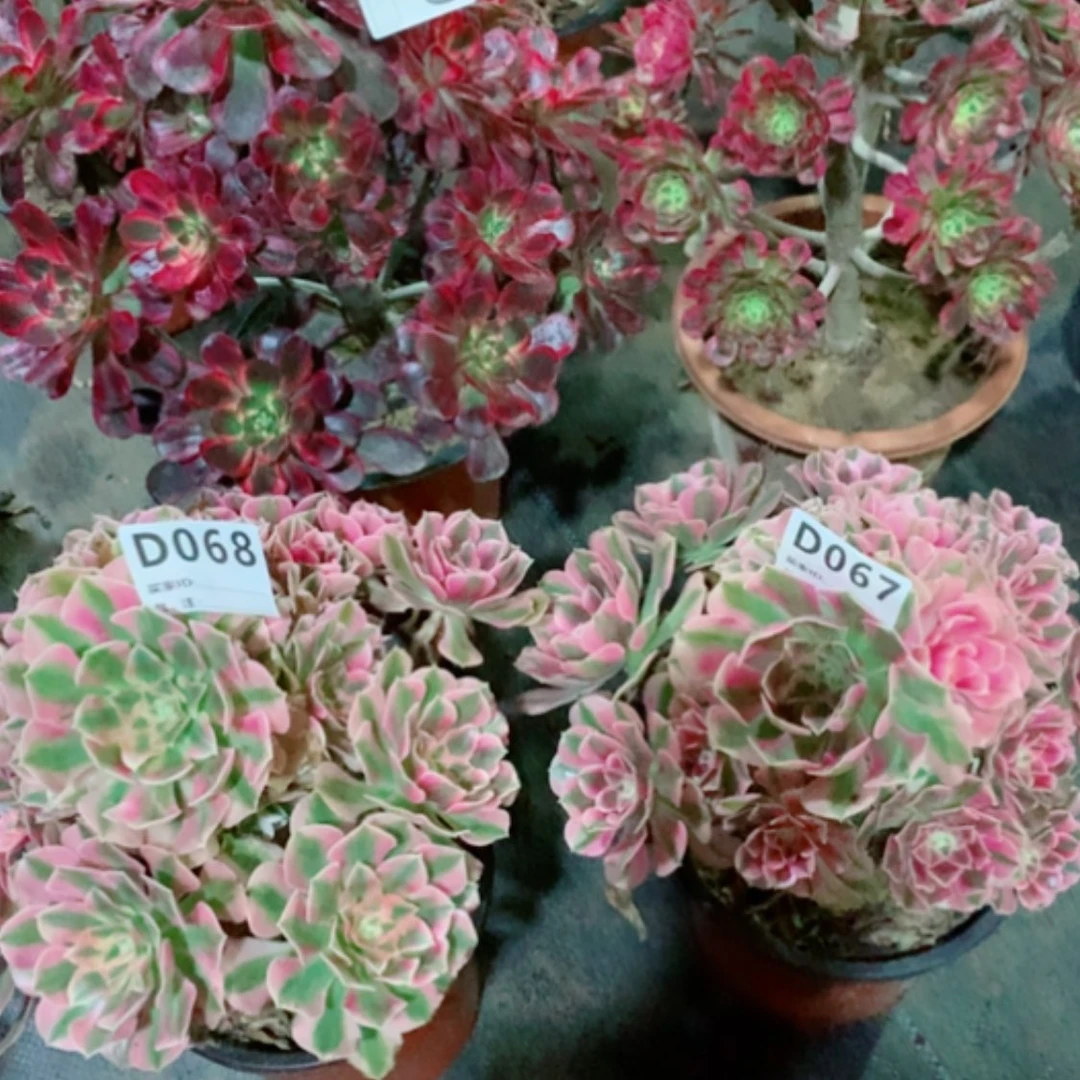 【闪购商品】玖*059➕066➕068➕067