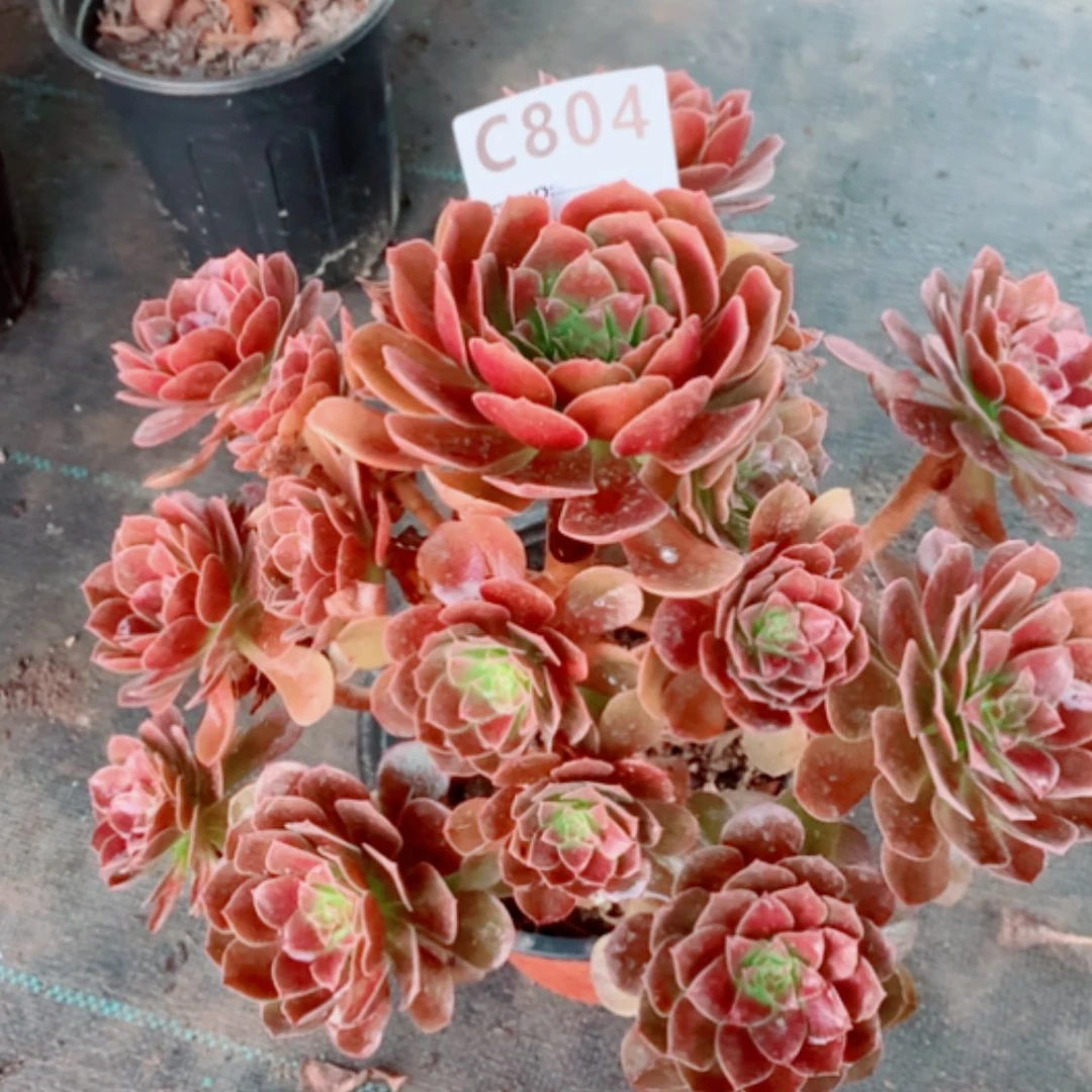 【闪购商品】用****0赤炎莲804