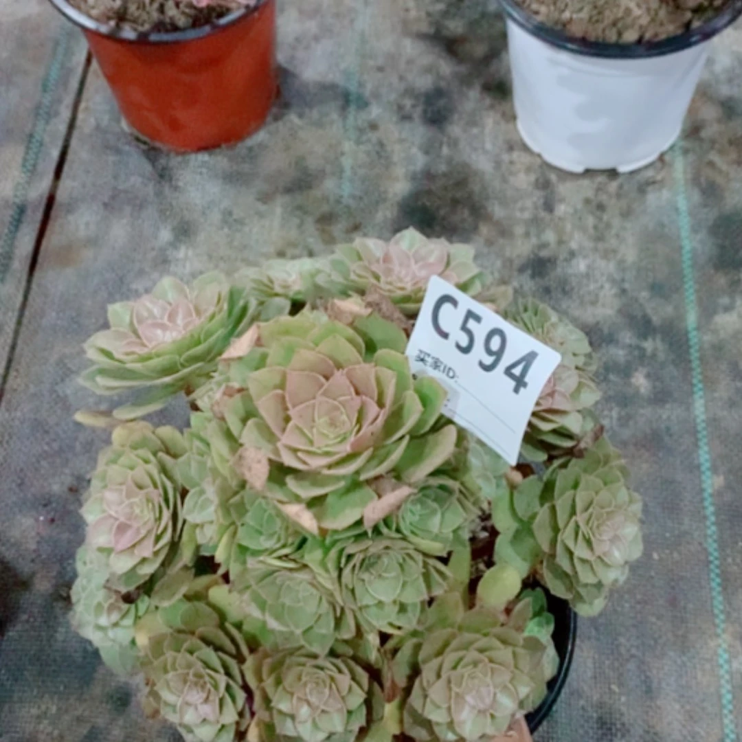 【闪购商品】桃花石594