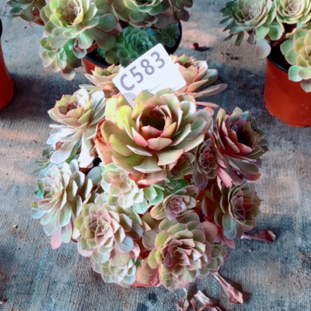 【闪购商品】佳*桃花石583