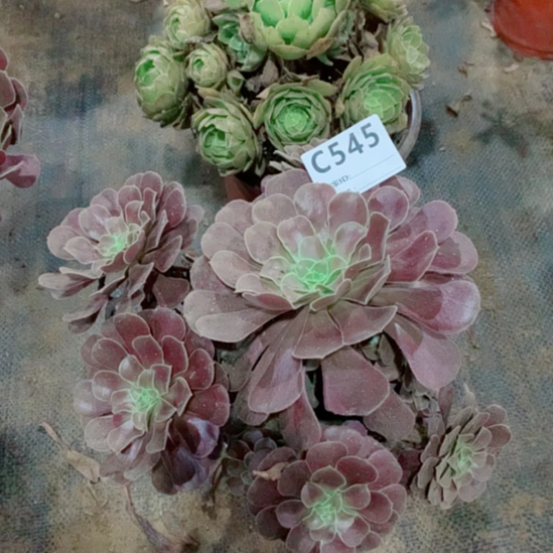 【闪购商品】544➕545