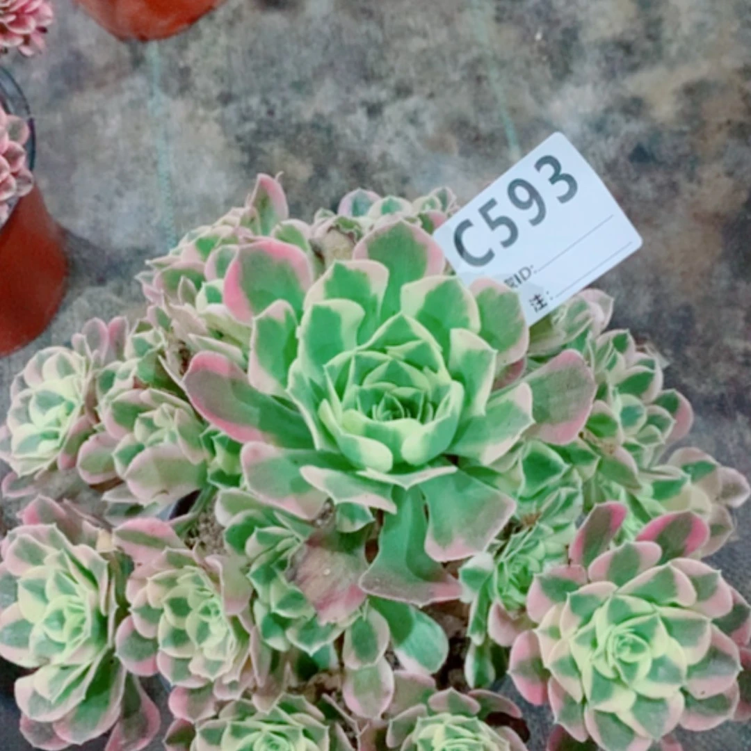 【闪购商品】白凤593