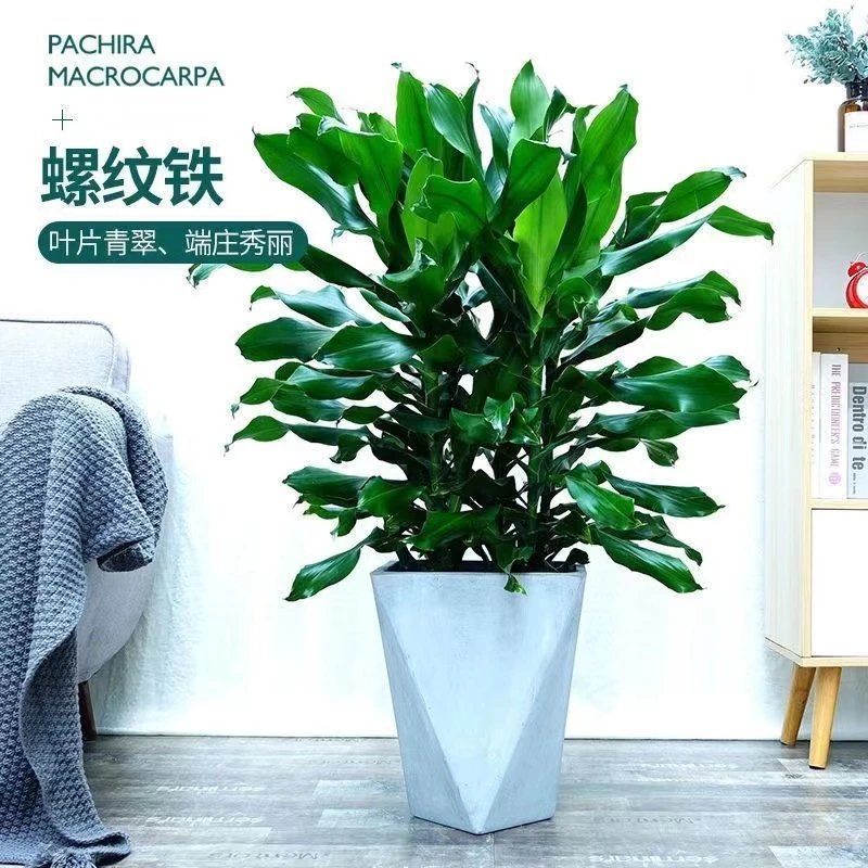 大型金边巴西铁螺纹铁植物花卉盆栽客厅室内阳台四季常青绿植招财