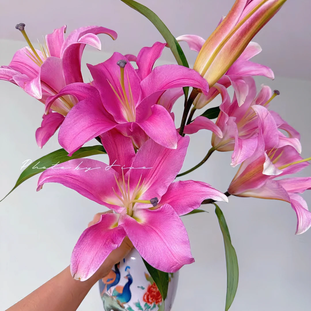 （  罗宾 香水百合)   全场任意满两单顺丰包邮 云南基地鲜花直发