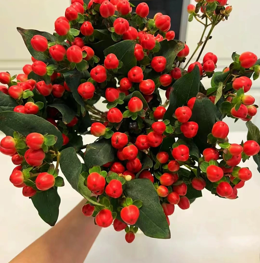 相思豆3把 冷链发货 昆明鲜花基地直发