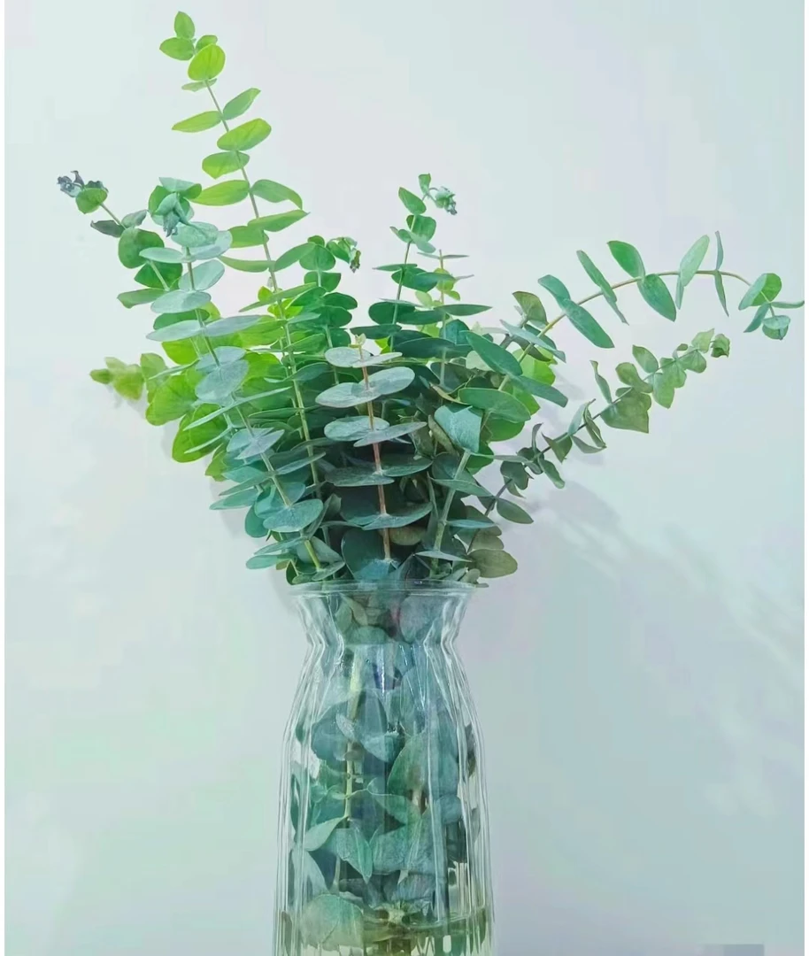 尤加利1把 全场任意满两单顺丰包邮 云南基地鲜花直发