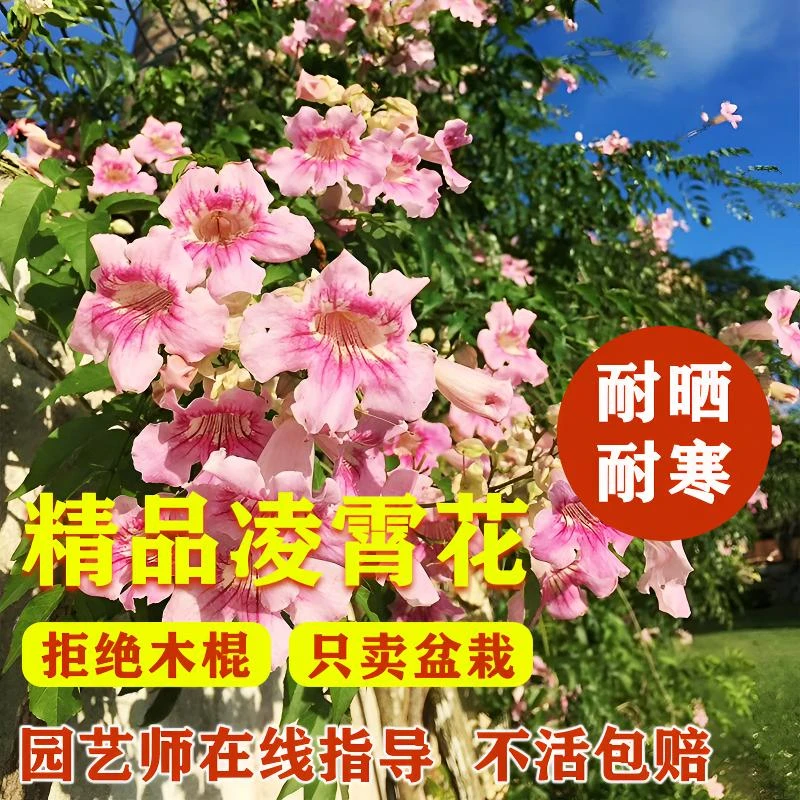 凌霄花大苗盆栽爬藤夏天耐热植物开花卉室外庭院阳台北方耐寒易养